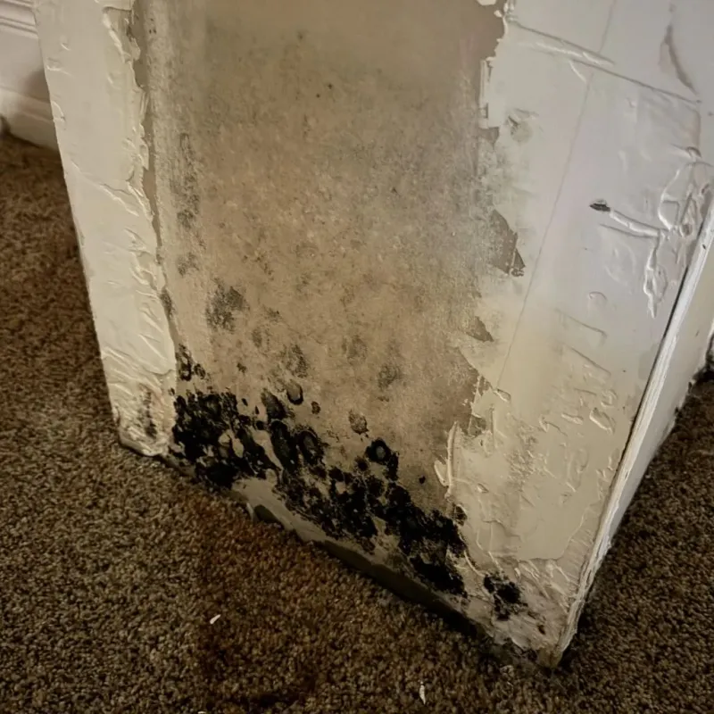 Professional Mold Removal in Mattawan, MI
